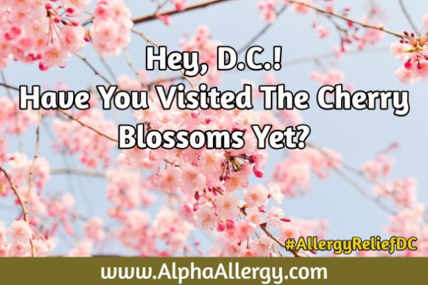 Cherry Blossoms D.C.